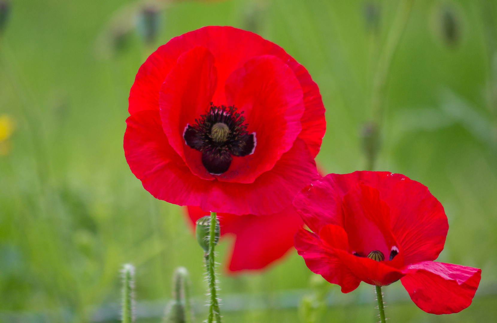 Mohn Paar