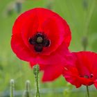 Mohn Paar