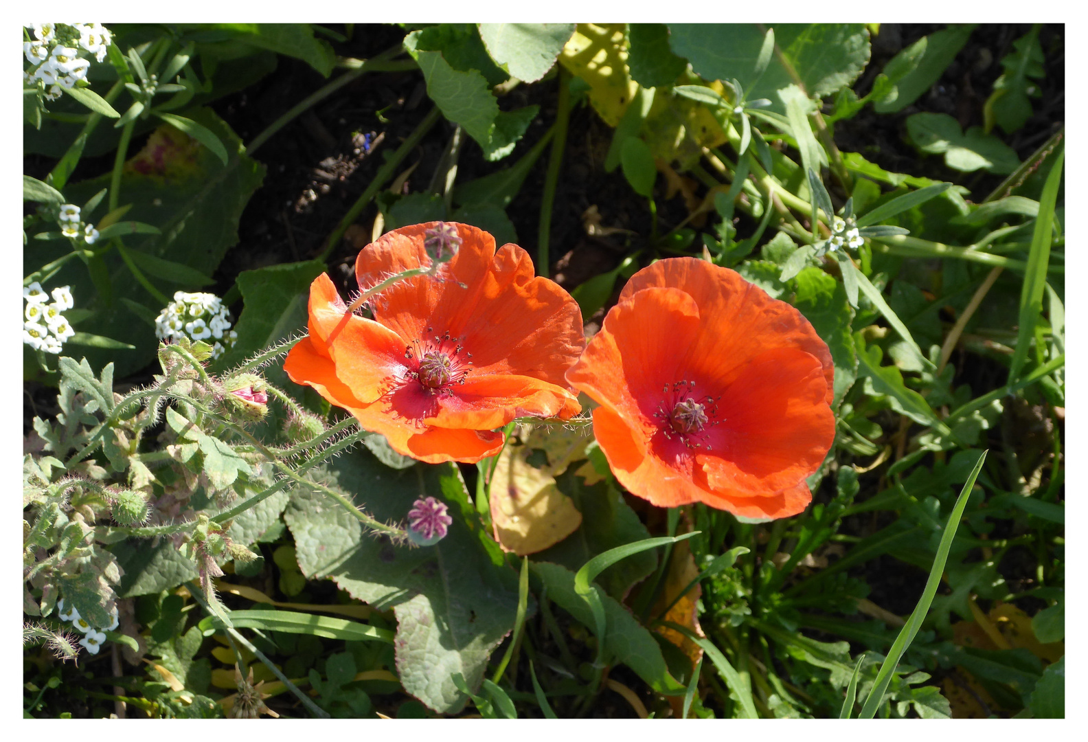 Mohn-Paar