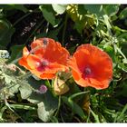 Mohn-Paar