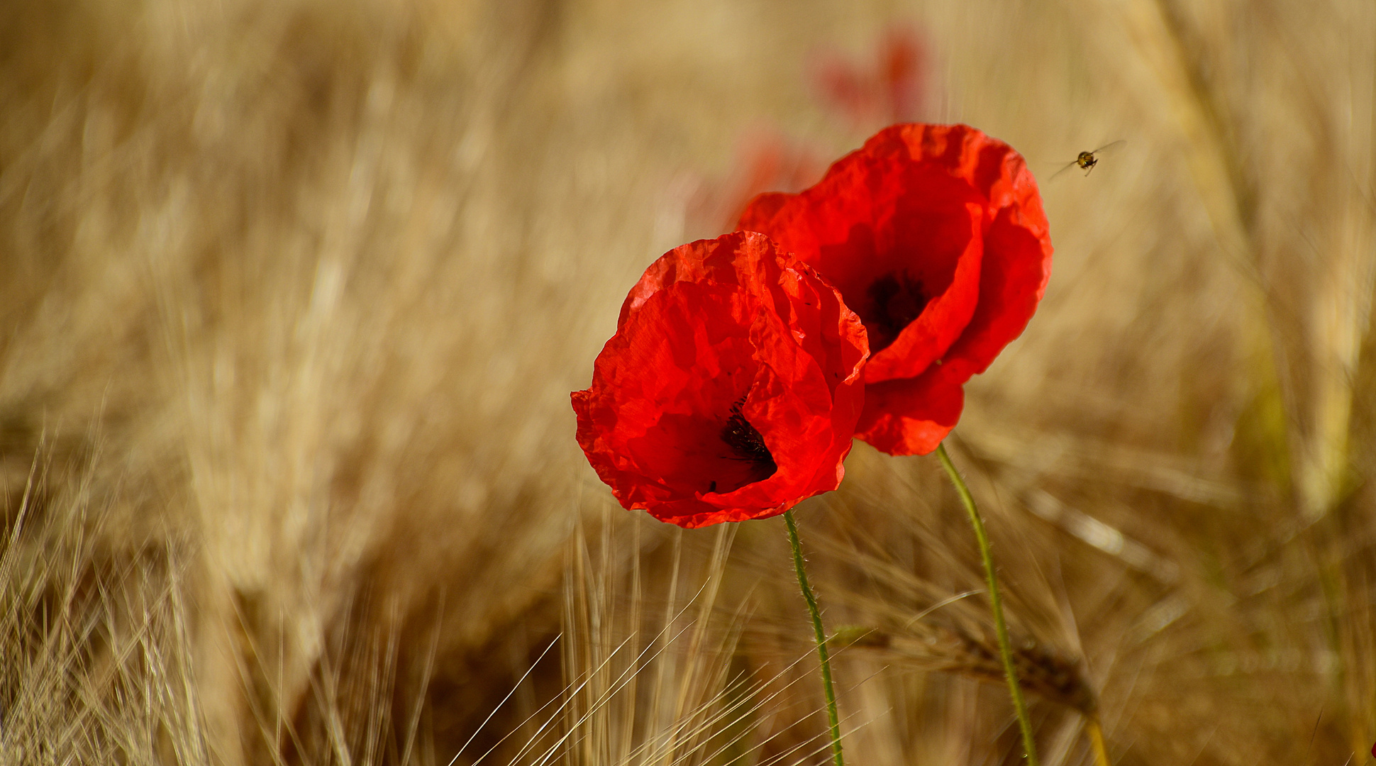 Mohn Pärchen