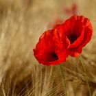 Mohn Pärchen