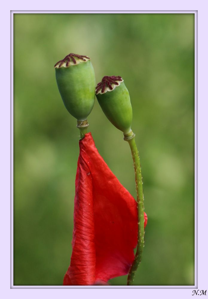 Mohn Pärchen