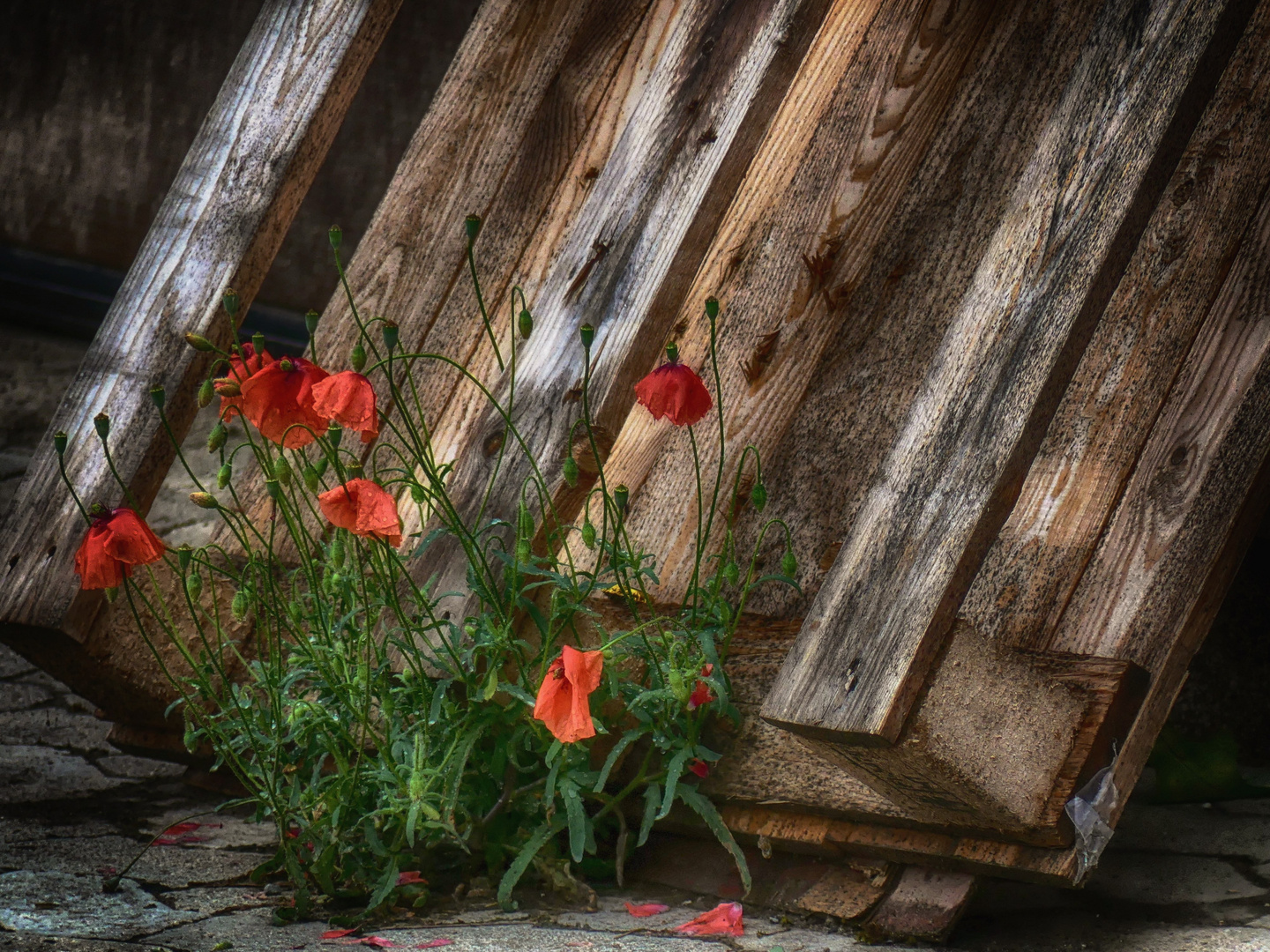 Mohn-Palette...