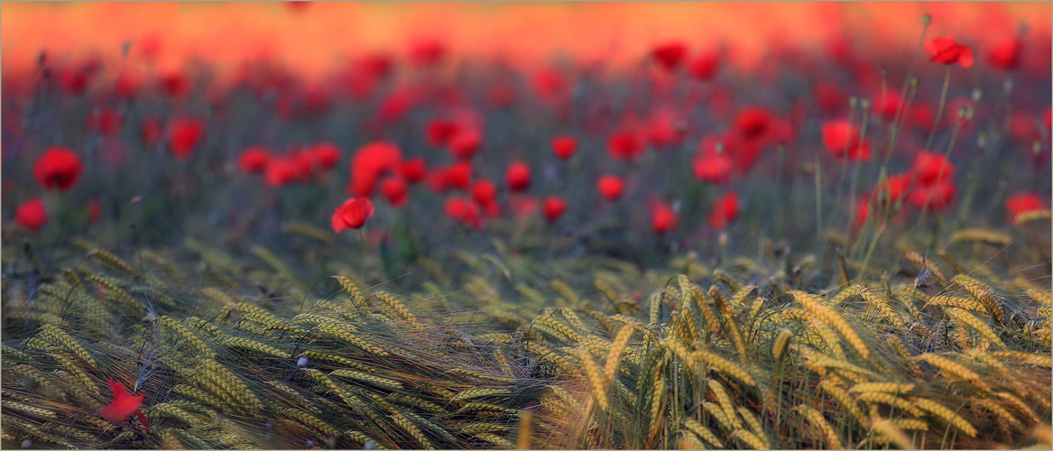 Mohn-Pano