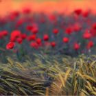 Mohn-Pano