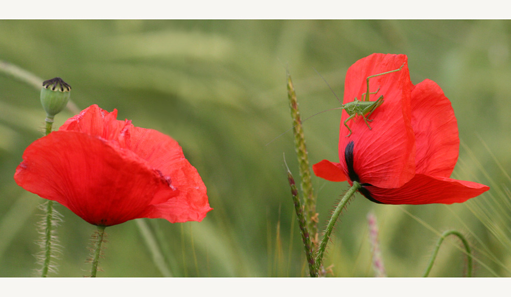 - Mohn-Panorama-