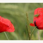 - Mohn-Panorama-