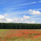 Mohn-Panorama