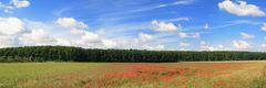 Mohn-Panorama