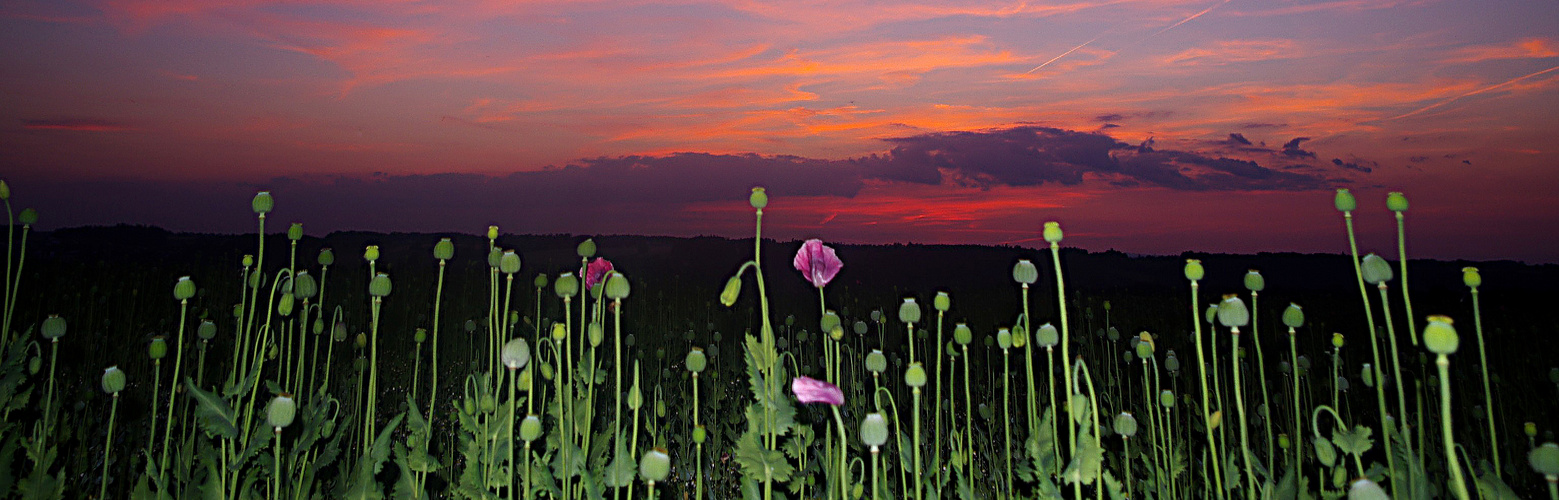 Mohn-Panoroama