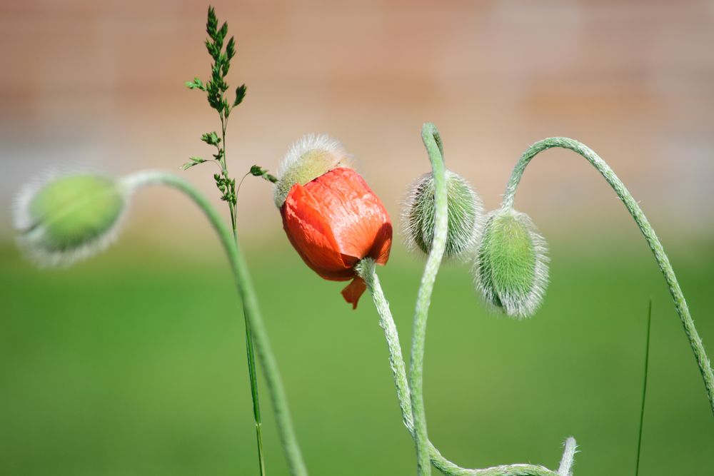 Mohn (Papaver)