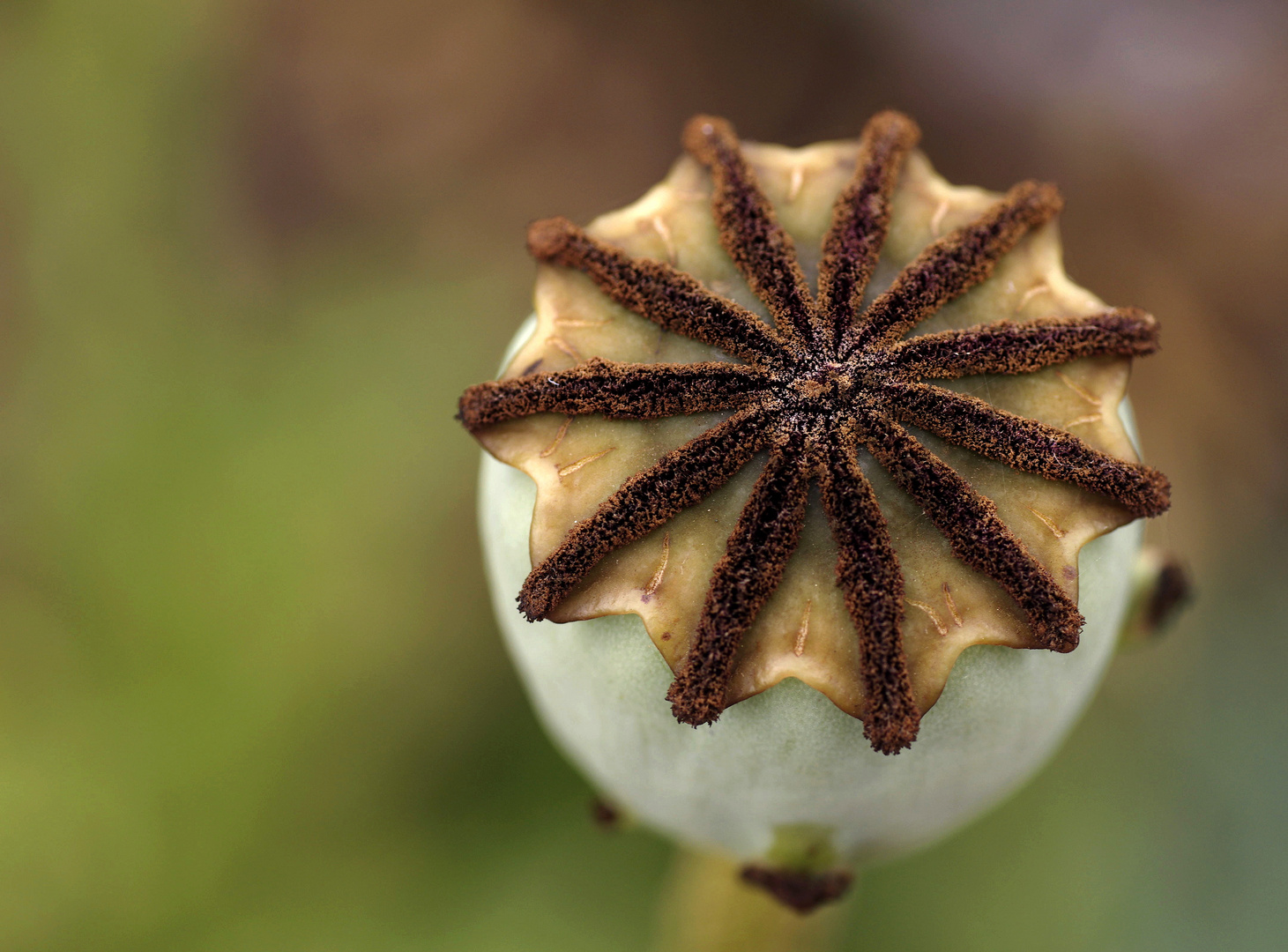 Mohn (Papaver)