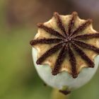 Mohn (Papaver)