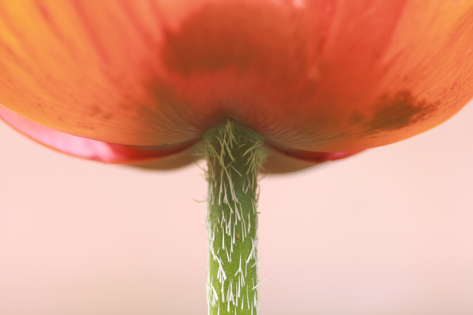 Mohn (Papaver)