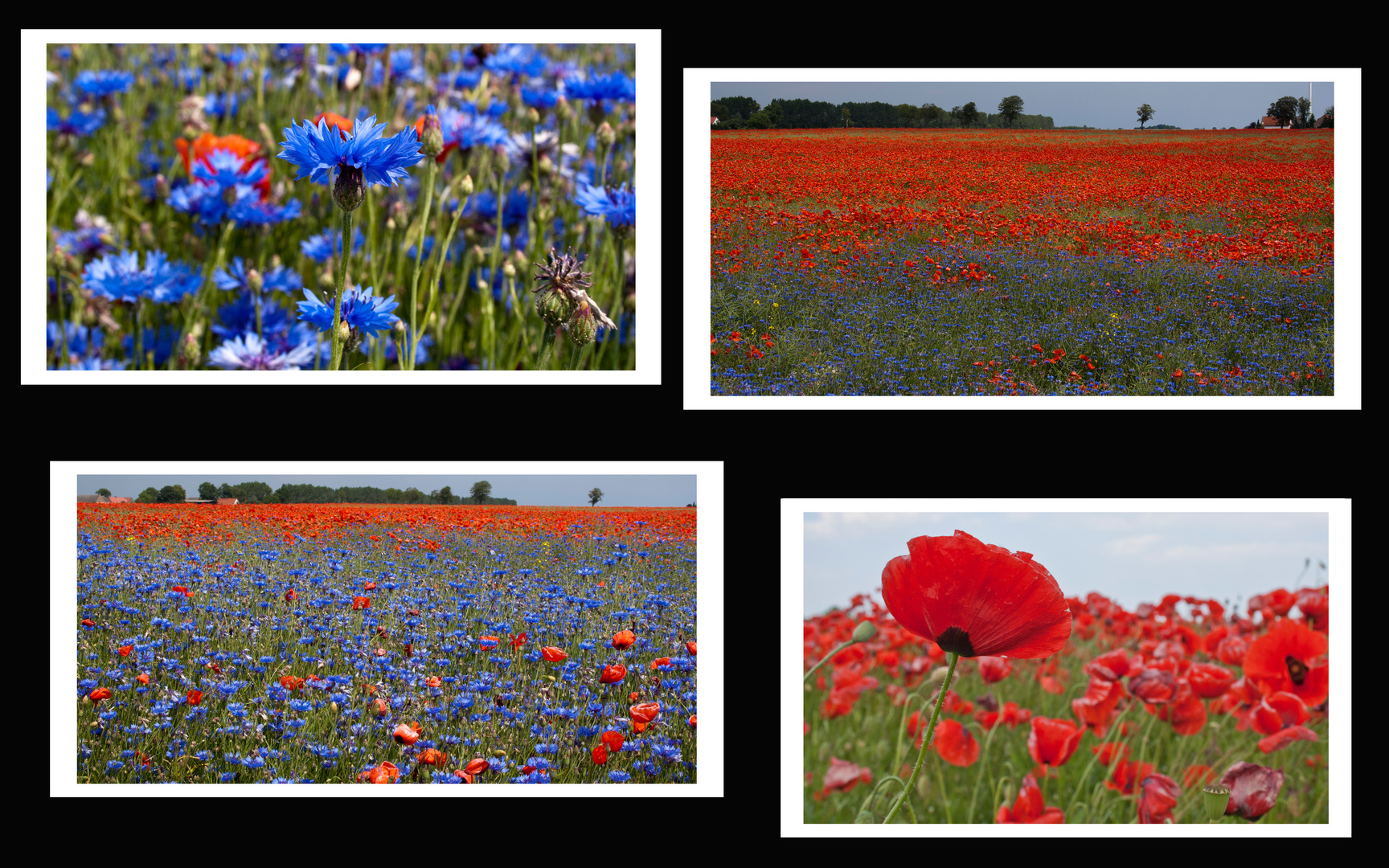 Mohn (Papaver)