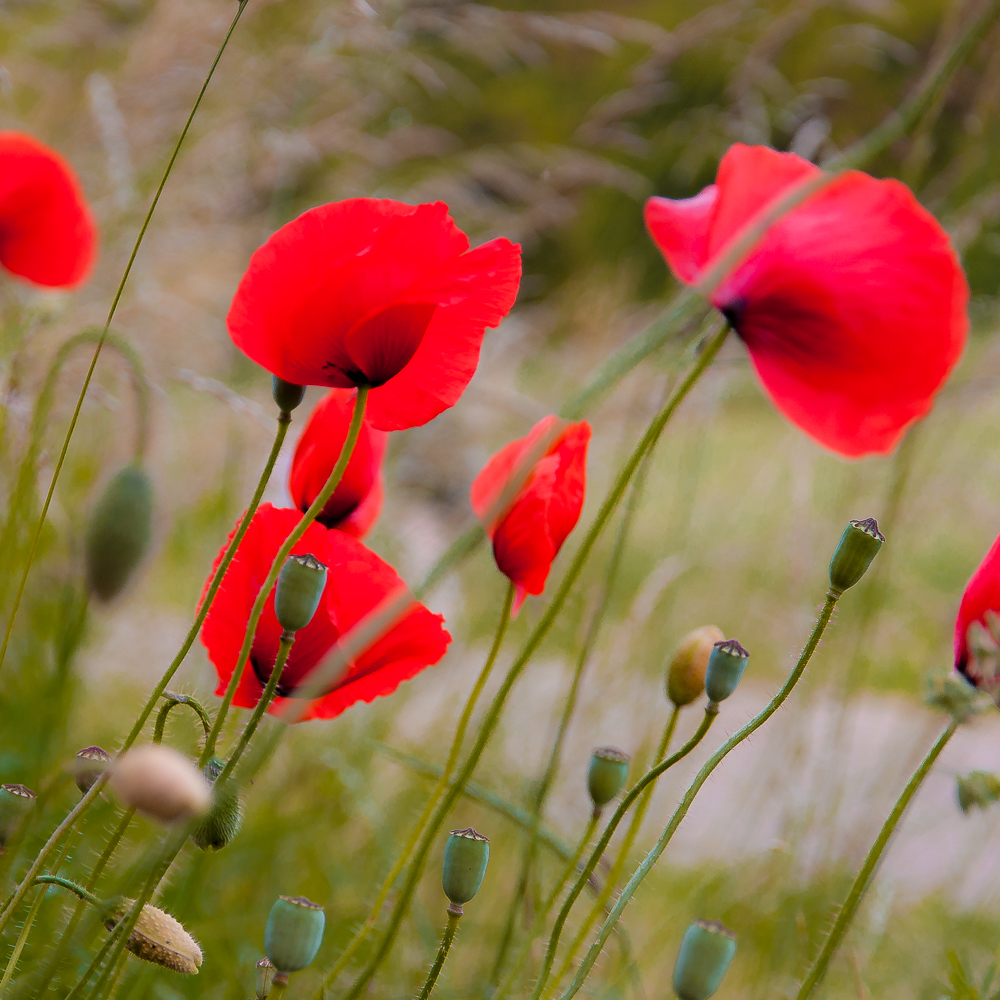 Mohn (papaver)