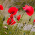 Mohn (papaver)