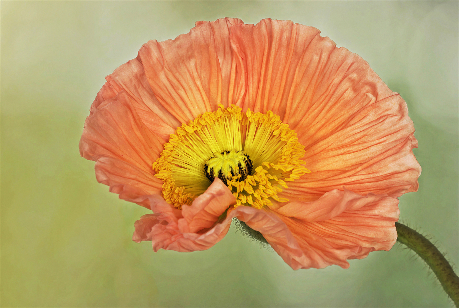 Mohn - Papaver