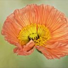 Mohn - Papaver