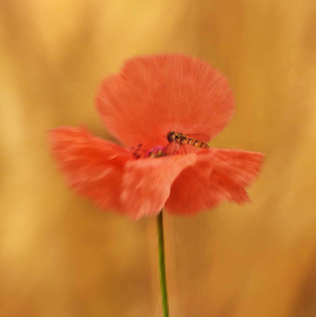 Mohn (Papaver)