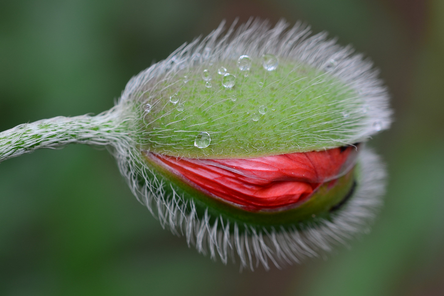 Mohn (Papaver)