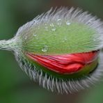 Mohn (Papaver)