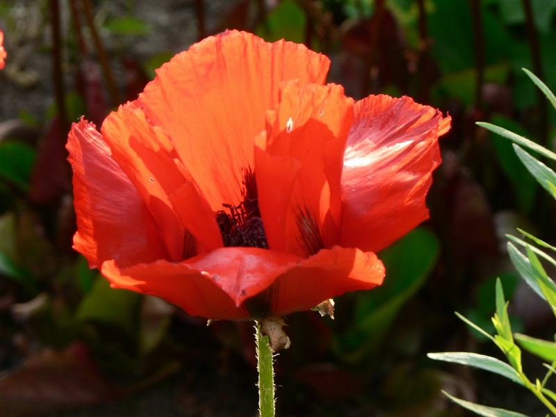 Mohn Papaver orientale