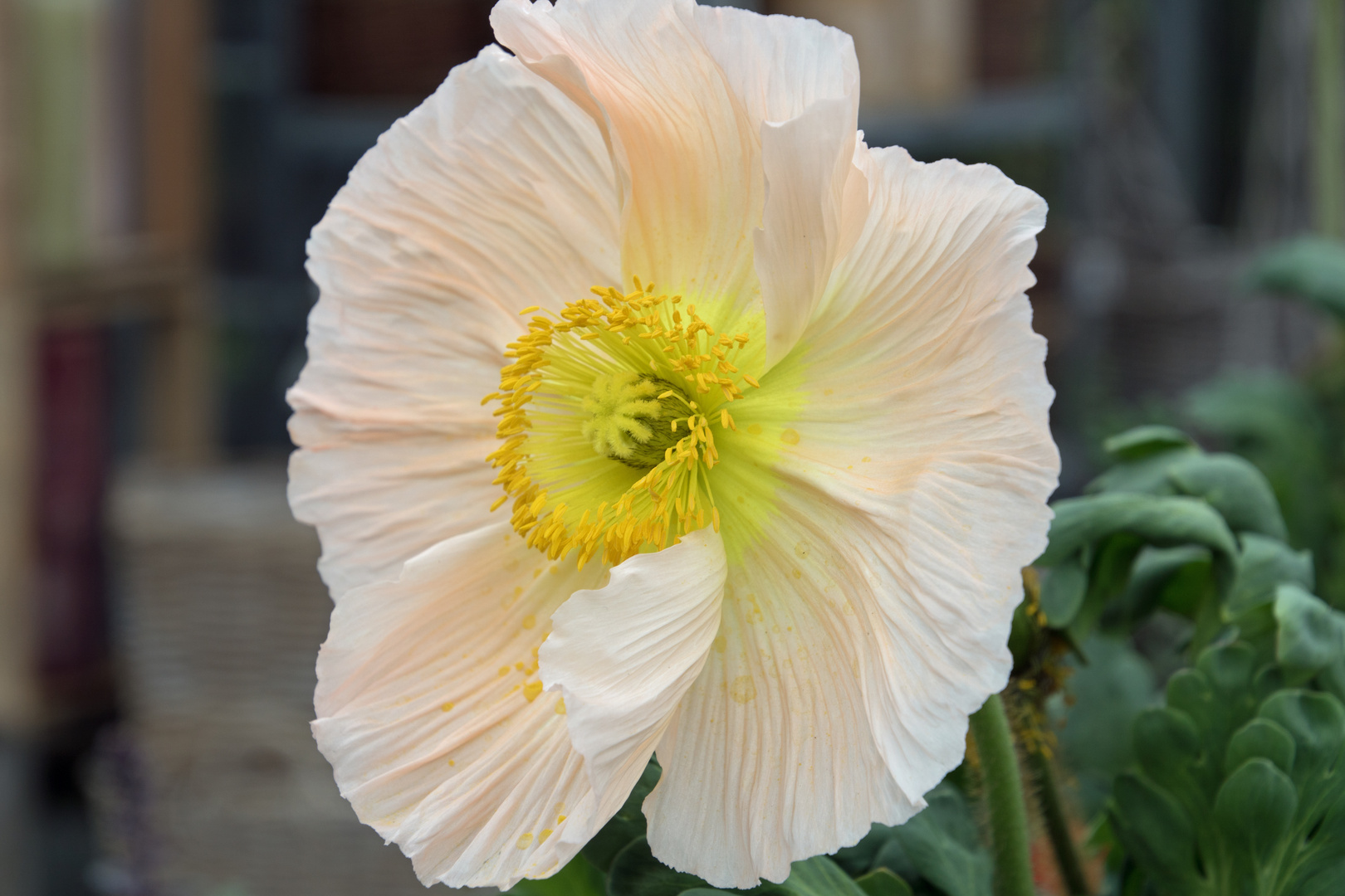 Mohn (Papaver) - Schlicht & Elegant