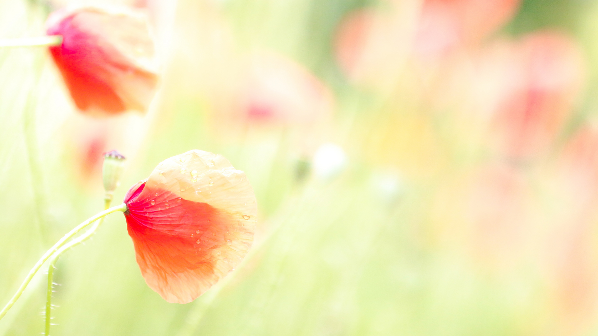 Mohn pastell