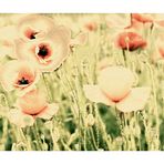 mohn-pastell