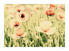 mohn-pastell