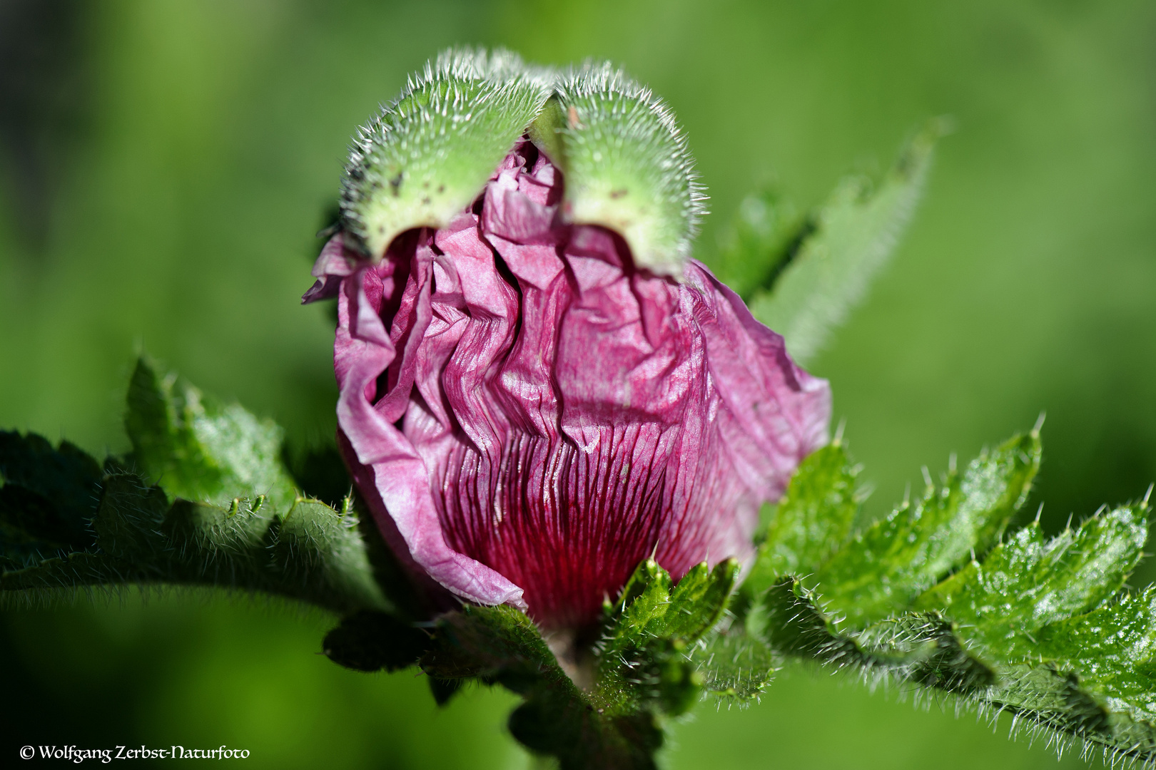 --- Mohn "Patty's Plum"---   ( Papaver orientale )