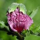 --- Mohn "Patty's Plum"---   ( Papaver orientale )