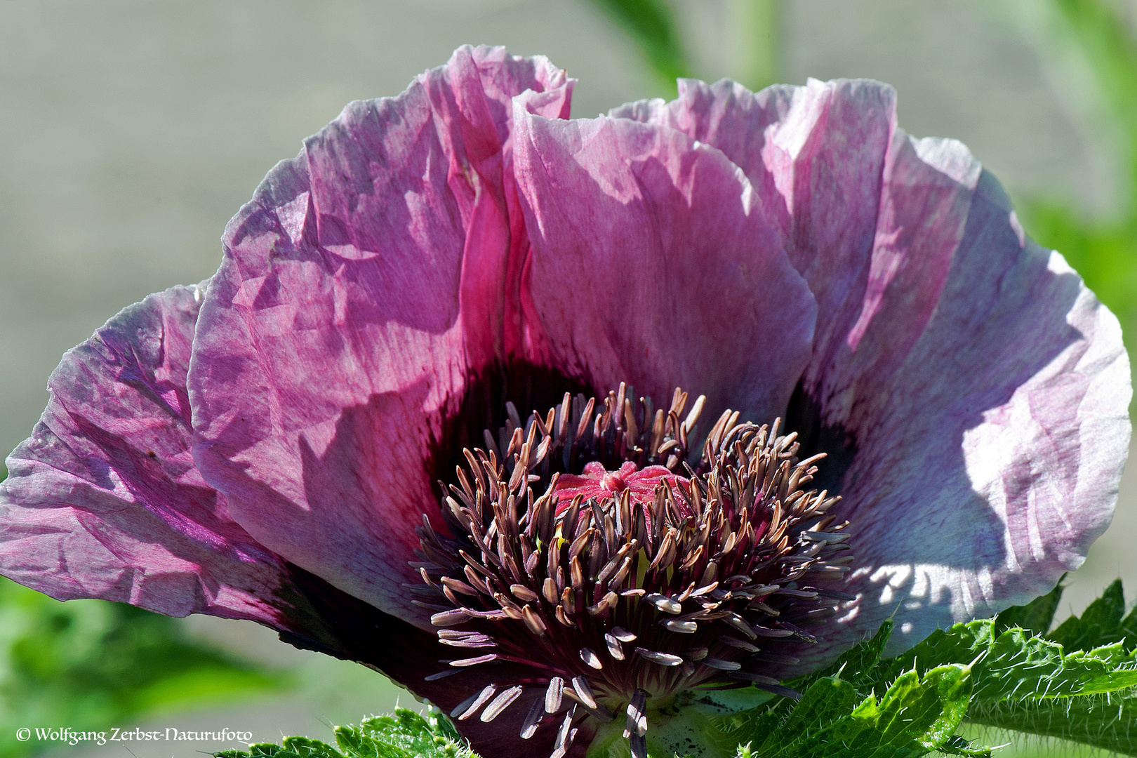 --- Mohn "Patty's Plum"    ( Papaver orientale )