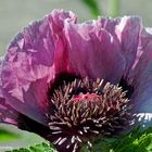 --- Mohn "Patty's Plum"    ( Papaver orientale )