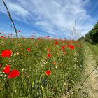 Mohn Perspektive 