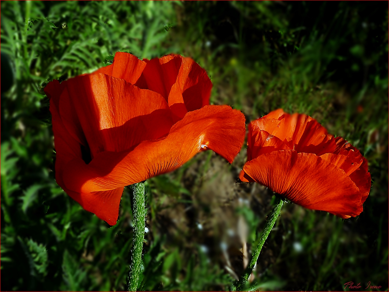 Mohn - Pfingst-mohntag...