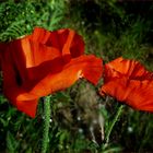 Mohn - Pfingst-mohntag...