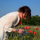 Mohn pflücken