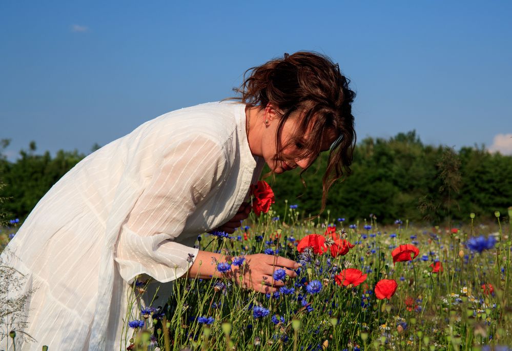 Mohn pflücken