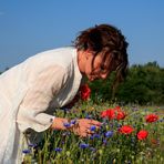 Mohn pflücken