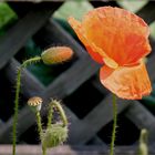 Mohn - Phasen