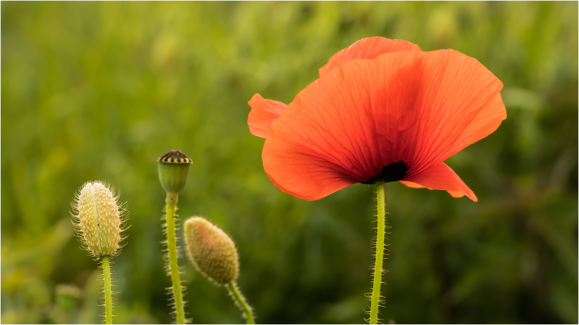 Mohn-Phasen