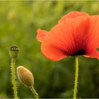 Mohn-Phasen