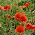 Mohn-Phasen