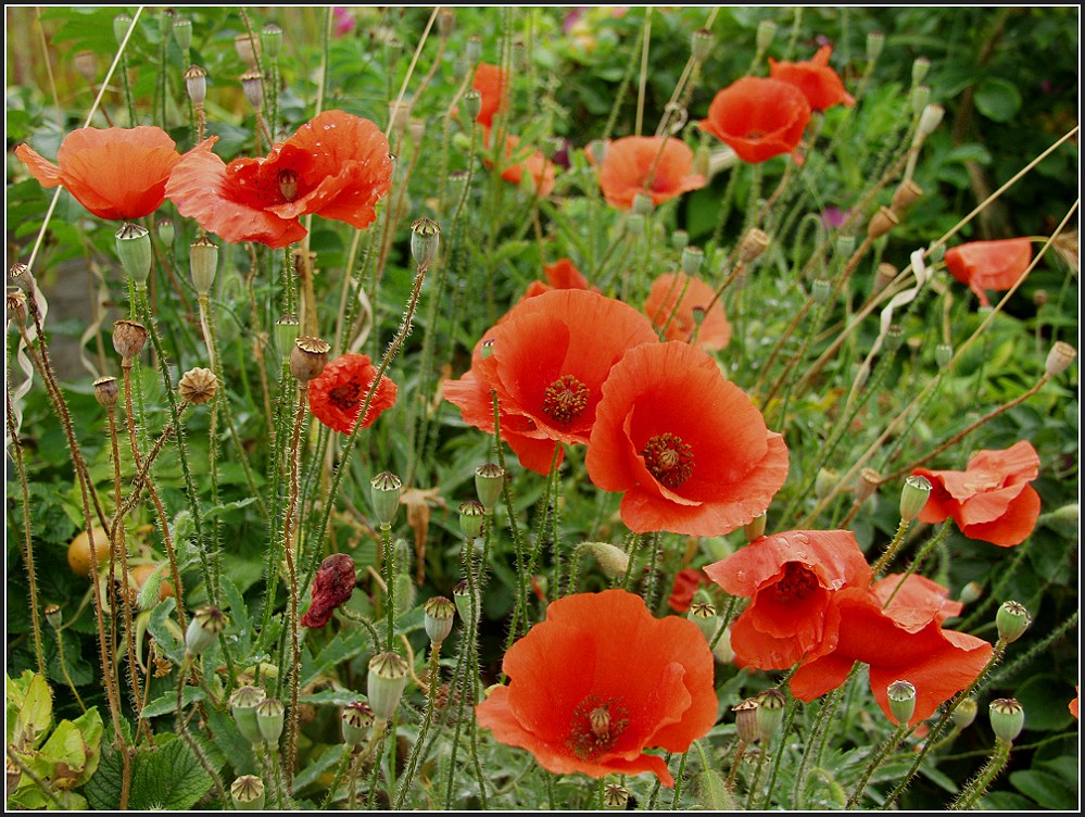 Mohn-Phasen