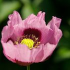 Mohn Planète rouge du Jura