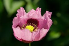 Mohn Planète rouge du Jura