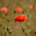 Mohn - Poppies - Coquelicots